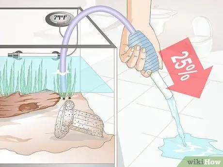 Уход за рыбкой-серебрянным долларом Шаг 10