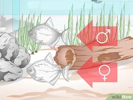 Уход за рыбкой-серебрянным долларом Шаг 11