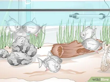 Уход за рыбкой-серебрянным долларом Шаг 12