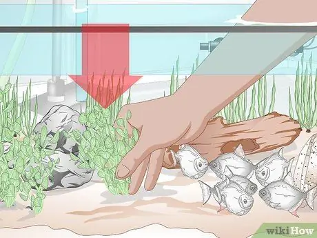 Уход за рыбкой-серебрянным долларом Шаг 13