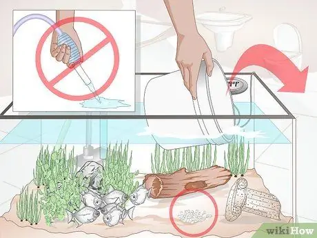 Уход за рыбкой-серебрянным долларом Шаг 14