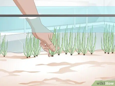 Уход за рыбкой-серебрянным долларом Шаг 2