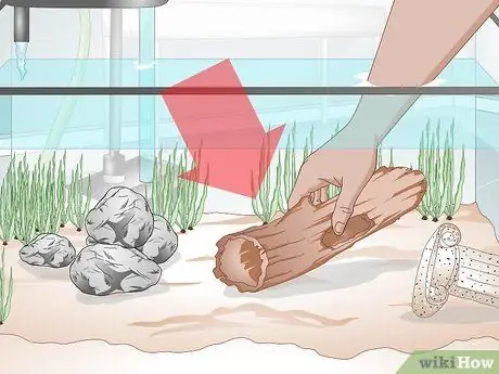 Уход за рыбками с серебряным долларом Шаг 3