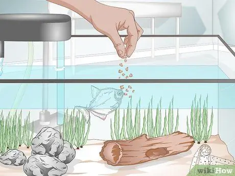 Уход за рыбкой-серебрянным долларом Шаг 4