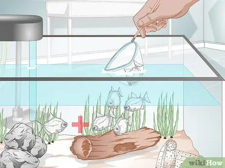 Уход за рыбками с серебряным долларом Шаг 5