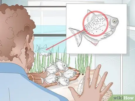 Уход за рыбкой-серебрянным долларом Шаг 6