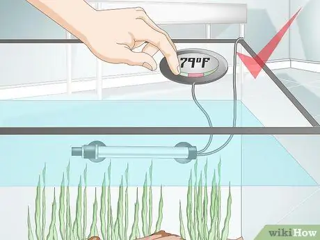 Уход за рыбкой-серебрянным долларом Шаг 7