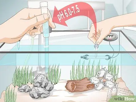 Уход за рыбками-серебрянками Шаг 8