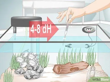 Уход за рыбкой-серебрянным долларом Шаг 9