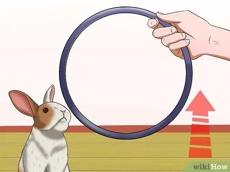 Научите кролика что-нибудь перепрыгивать Шаг 12