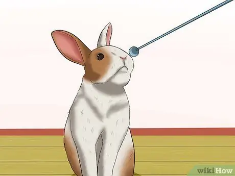 Научите кролика перепрыгивать через что-нибудь Шаг 3