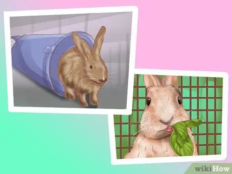 Создайте детскую площадку для кролика. Шаг 11