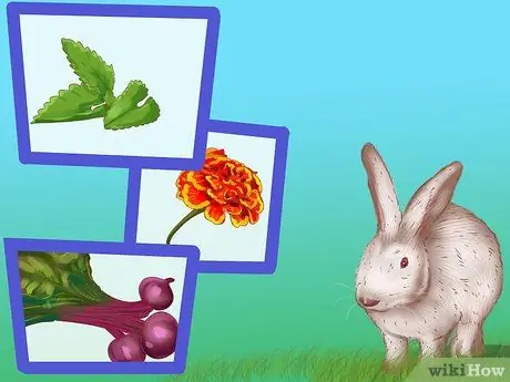 Создайте игровую площадку для кроликов Шаг 9