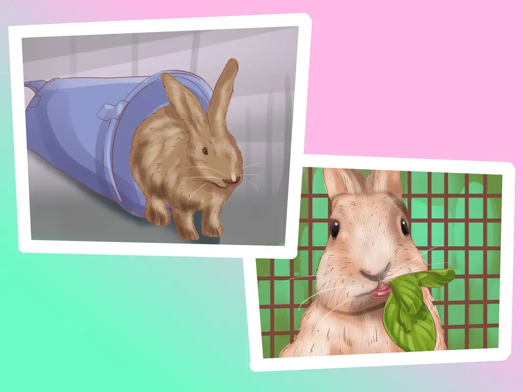 Как спроектировать игровую площадку для кролика: 11 шагов (с картинками)