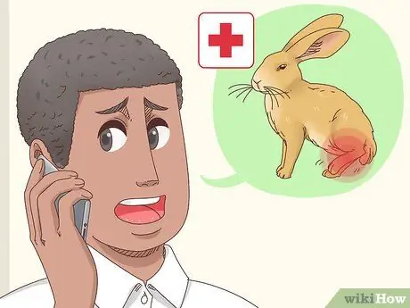 Вылечить перелом ноги кролика Шаг 1