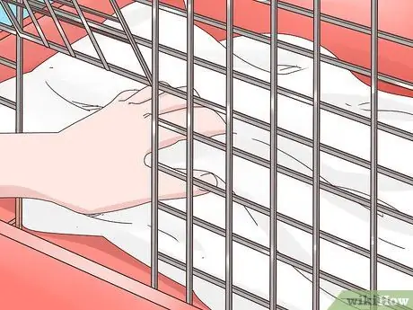 Вылечить перелом ноги кролика Шаг 11