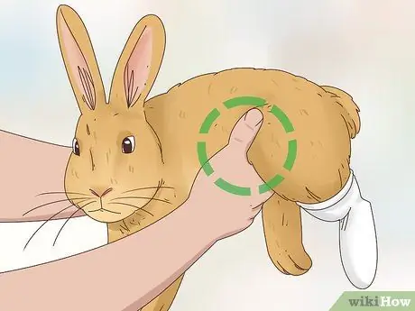 Вылечить перелом ноги у кролика Шаг 12