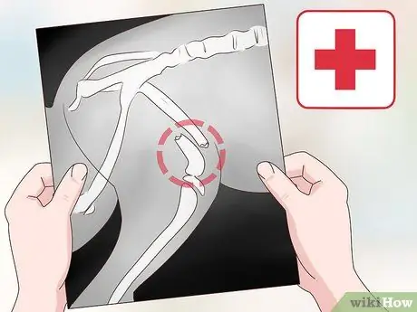 Исцелить перелом ноги кролика Шаг 3