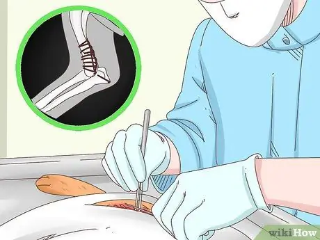 Вылечить перелом ноги кролика Шаг 4