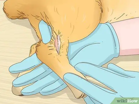 Исцелить перелом ноги кролика Шаг 7