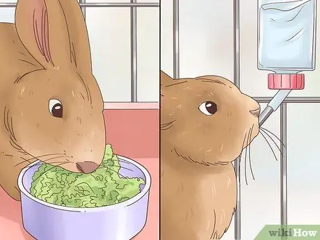 Вылечить перелом ноги кролика Шаг 8