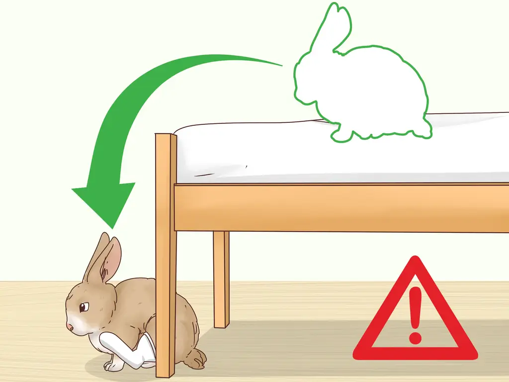 Три способа вылечить перелом ноги у кролика