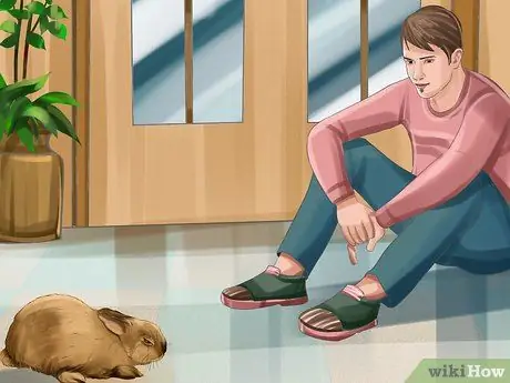 Как узнать, болит ли ваш кролик Шаг 1