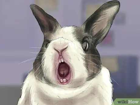 Как узнать, болит ли ваш кролик, шаг 3