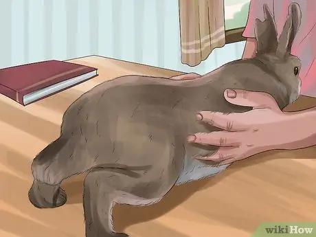 Как узнать, болит ли ваш кролик Шаг 9