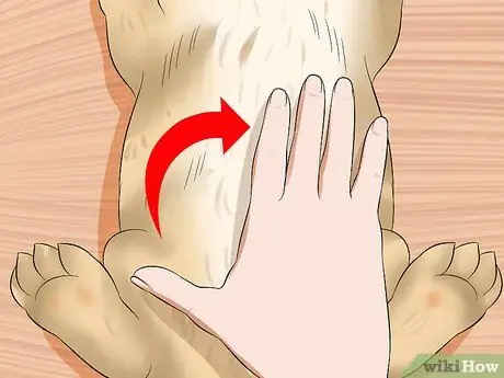 Лечить проблемы с пищеварением у кроликов Шаг 17