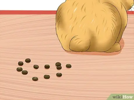 Лечить проблемы с пищеварением у кроликов Шаг 2