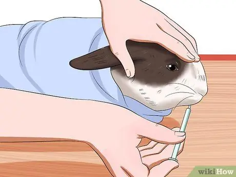 Лечить проблемы с пищеварением у кроликов Шаг 8