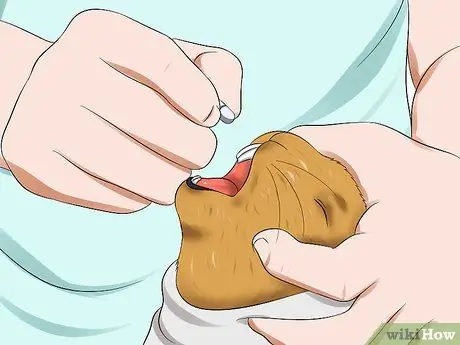 Лечить проблемы с пищеварением у кроликов Шаг 9