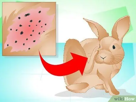 Определите, болен ли ваш кролик Шаг 18
