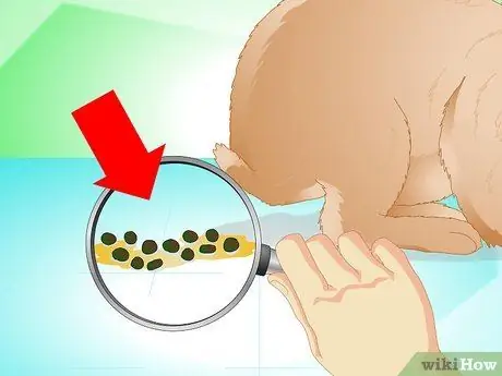 Определите, болен ли ваш кролик Шаг 2