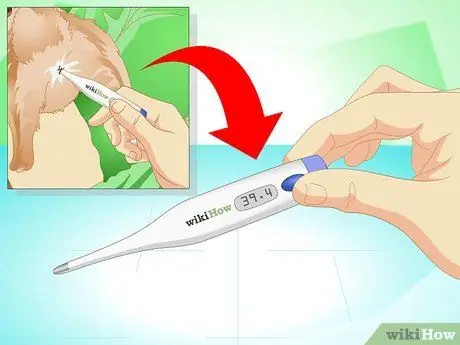 Определите, болен ли ваш кролик Шаг 8