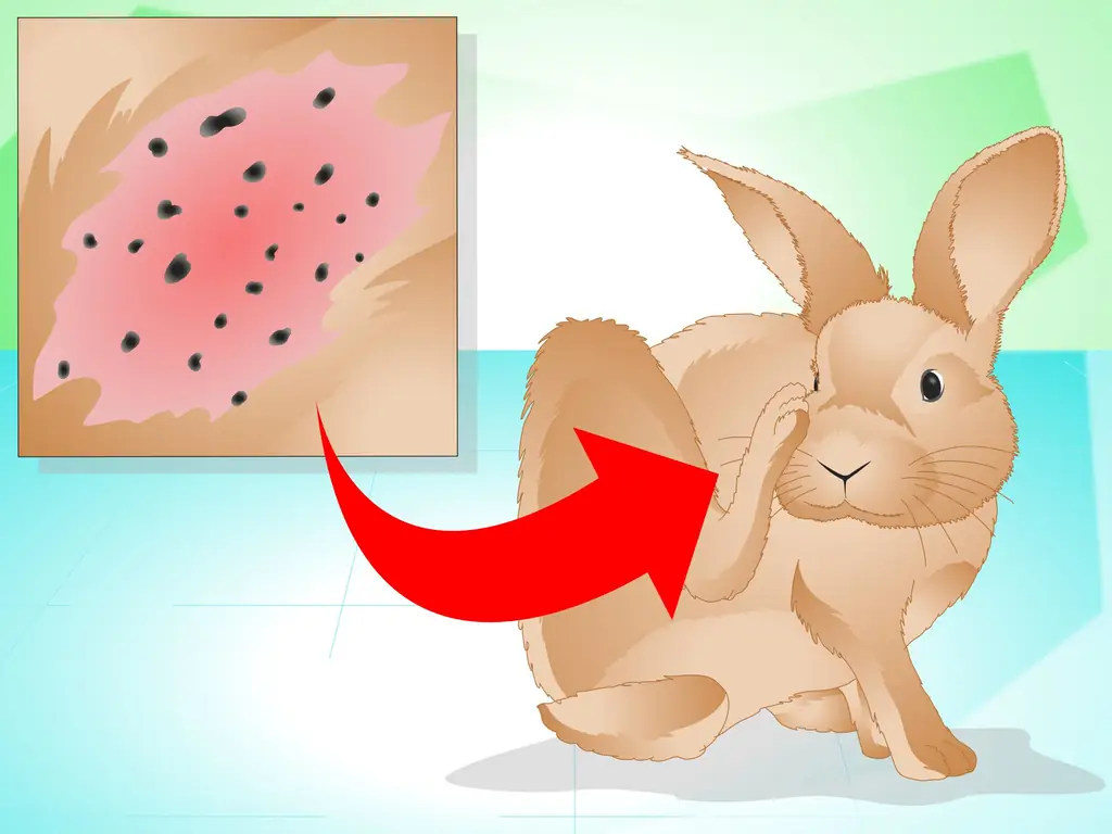 Как определить, что ваш кролик болен (с изображениями)