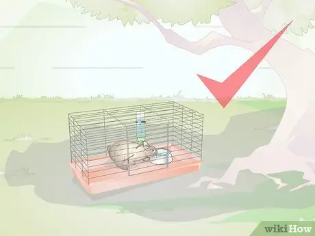 Диагностика теплового удара у кроликов Шаг 14