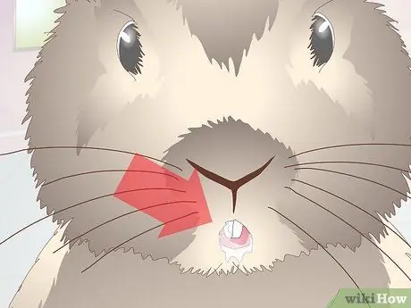 Диагностика теплового удара у кроликов Шаг 3