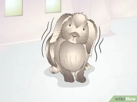 Диагностика теплового удара у кроликов Шаг 4