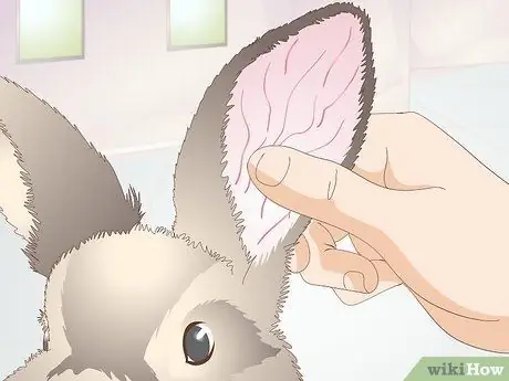 Диагностика теплового удара у кроликов Шаг 5