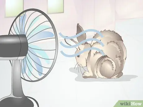 Диагностика теплового удара у кроликов Шаг 8