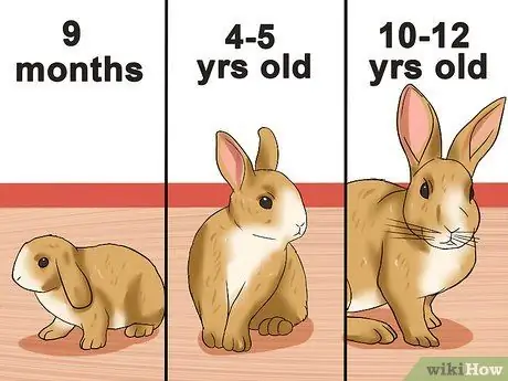 Определите возраст кролика Шаг 1
