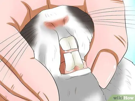 Определите возраст кролика Шаг 10