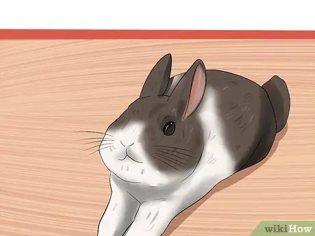 Определите возраст кролика Шаг 3