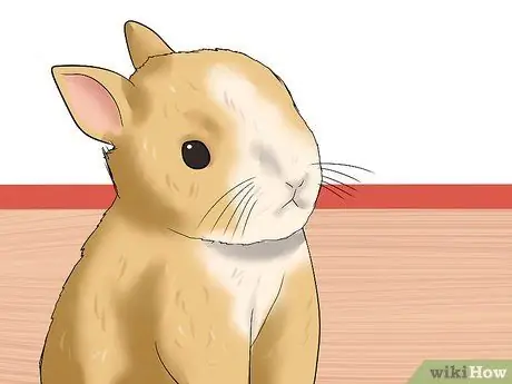 Определите возраст кролика Шаг 4