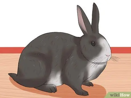 Определите возраст кролика Шаг 5