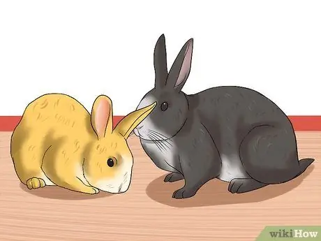 Определите возраст кролика Шаг 6