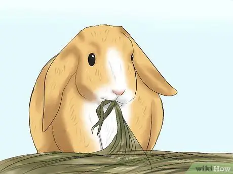 Определите возраст кролика Шаг 7