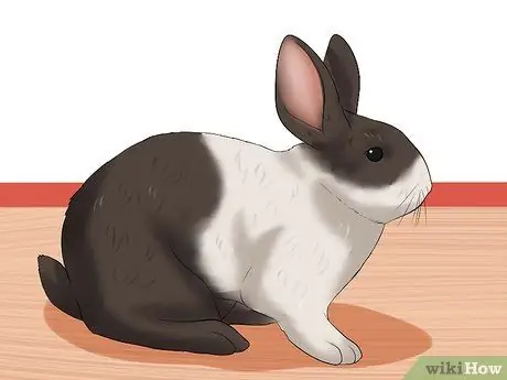 Определите возраст кролика Шаг 8